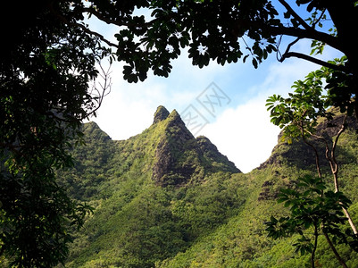 在Kaui的重山顶上被红树包围图片