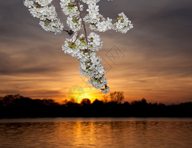 樱花的温暖颜色与华盛顿的日落相对图片