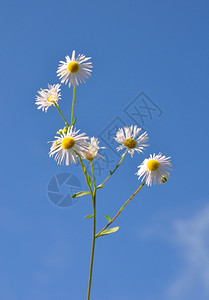 小菊花图片