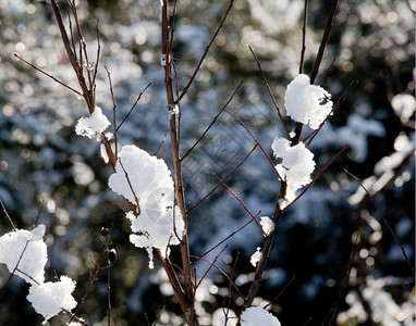 寒冬树上积雪图片