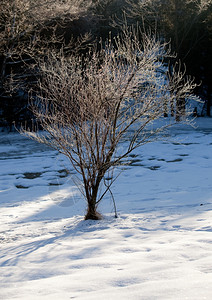 清晨的太阳晒前小树上一些冷冻的枝上霜发光图片