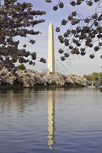 搭建华盛顿纪念碑的樱花图片
