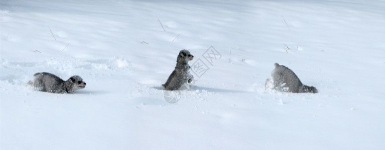 三只在雪中玩耍的小狗背景图片
