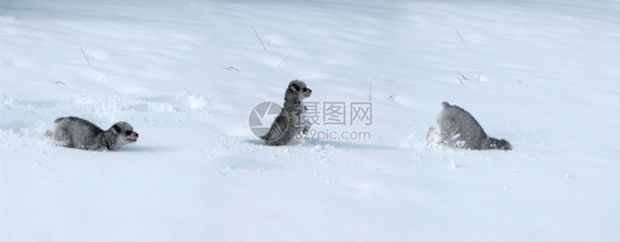 三只在雪中玩耍的小狗图片