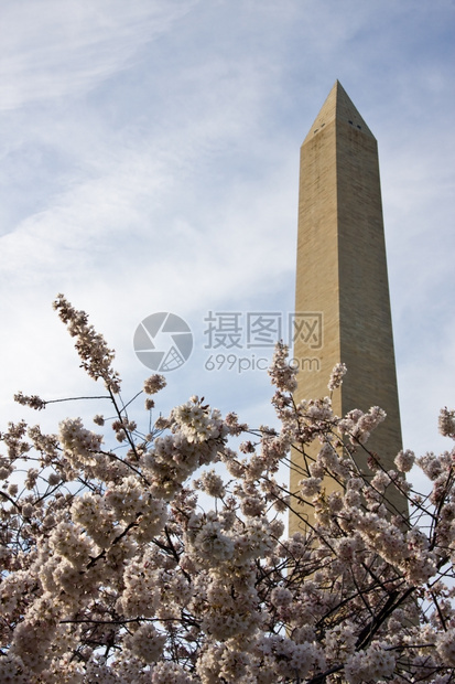 基地有一层樱花图片