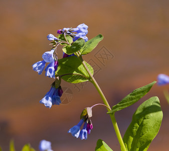 野生蓝铃盛开的花朵图片