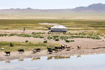 在蒙歌利亚湖岸的山羊群图片