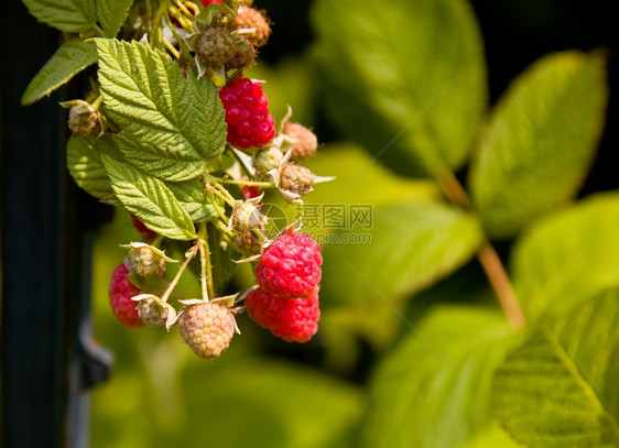 草莓果树背景图片