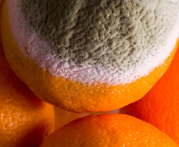 橙子和其他中间的边绿色铸造粉背景图片