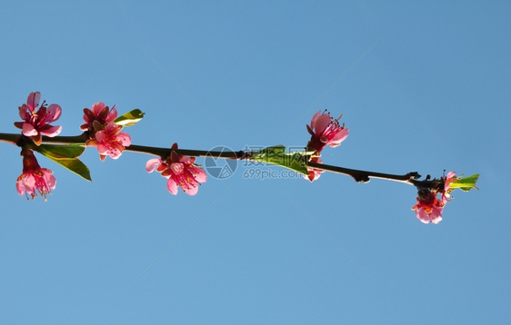 桃花prunserica图片