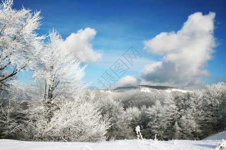 冬季山和雪树的风景图片