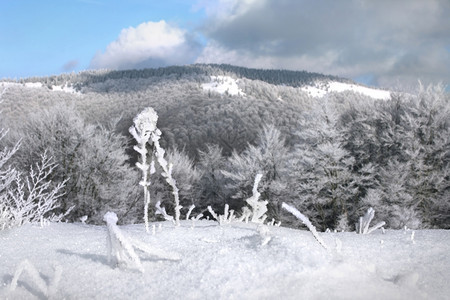 冬季风景有雪覆盖的草和山丘图片