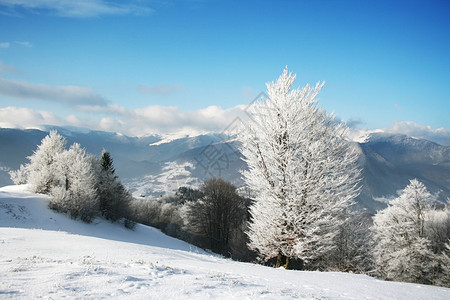 冬季风景有云和雪覆盖的树木图片