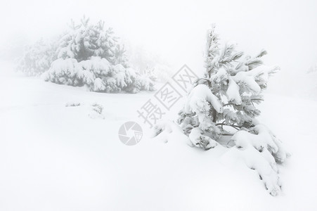 雪花覆盖了亚皮斯里山上的雪树ukraine图片