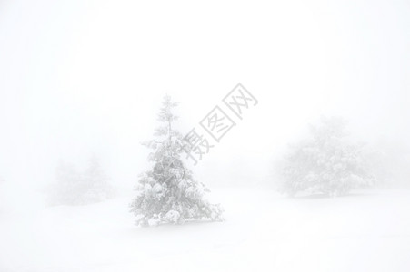 雾中苍蝇山上的雪树覆盖着大ukraine图片