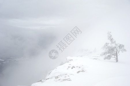 山上有雪花树图片