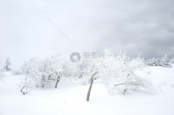 雪花覆盖了亚皮斯里山上的雪树ukraine图片