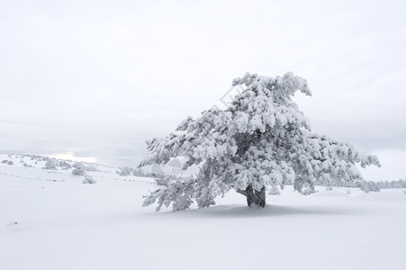 雪花覆盖了亚皮斯里山上的雪树ukraine图片