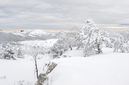 日落时雪覆盖了阿亚佩特里山上的树木图片