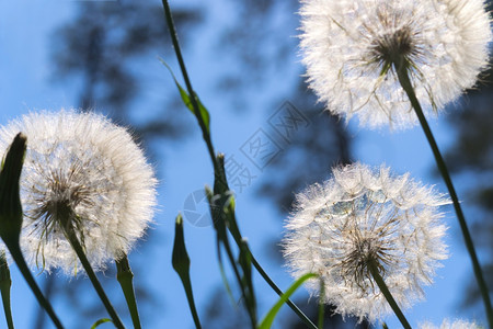 蒲公英白色绒毛在森林的三朵蒲公英背景