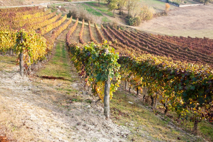 秋季天意大利巴贝拉葡萄园图片