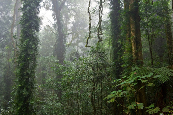 世界多里戈岛的自然美景在雾的一天雨林传承着图片