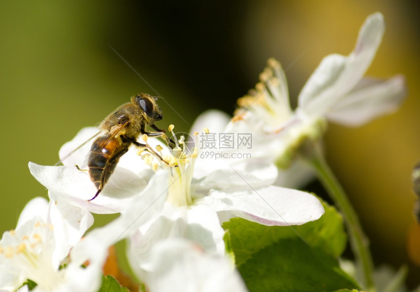 在花上采蜜的蜜蜂图片