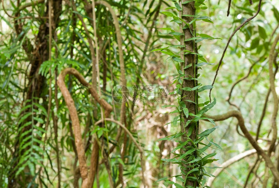 雨林美景图片