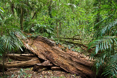 雨林中倒下的树木图片