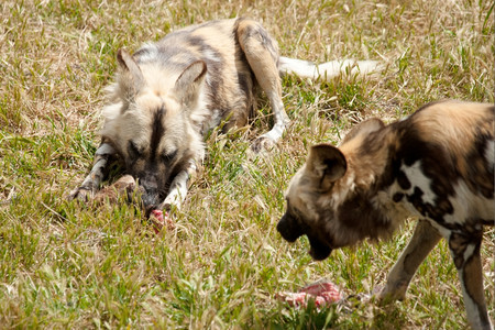 两只猎狗吃肉的照片图片