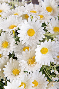 白色丝绸花朵的美景白色丝绸花朵图片