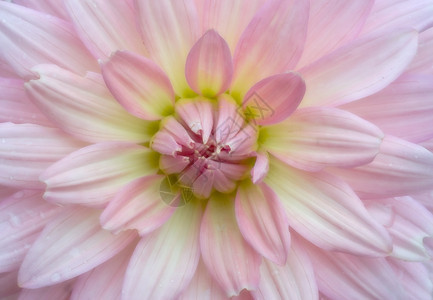 美丽的柔软粉和弥散的柔软花朵图片