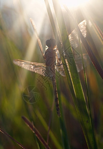 漂亮的小动物蜻蜓图片