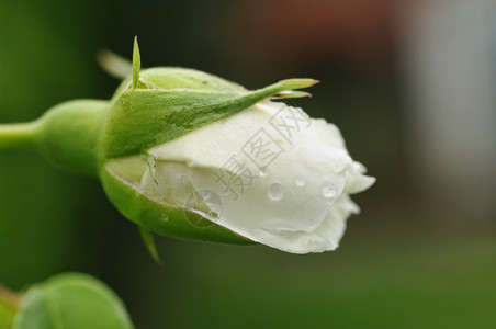 一个完美的白玫瑰花雨水滴落图片