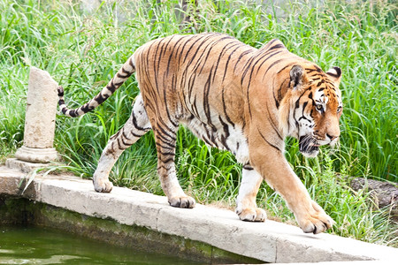 老虎和猫一只老虎在寻找食物背景
