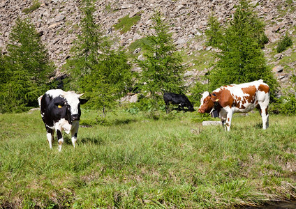 在阳光明媚的一天里意大利奶牛靠近苏萨派德蒙特意大利阿尔卑斯山图片