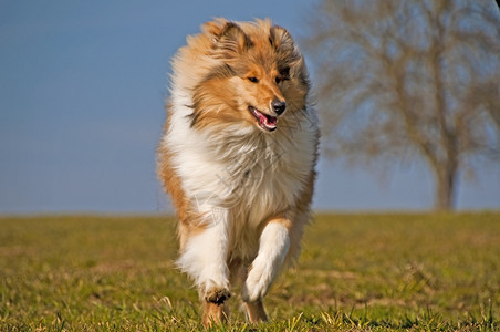 在草原上奔跑的牧羊犬图片