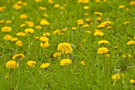 草地里的蒲公英花朵图片