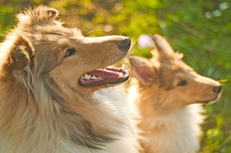 牧羊狗狗牧羊犬幼崽图片