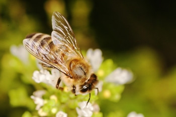 勤劳的小动物采花粉