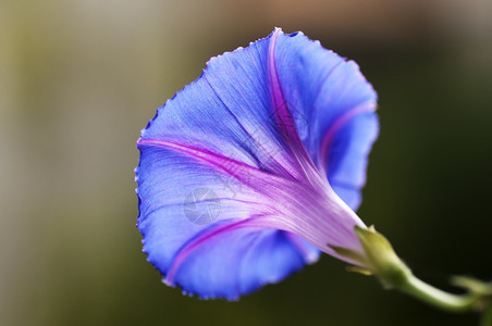 牵牛花特写背景图片