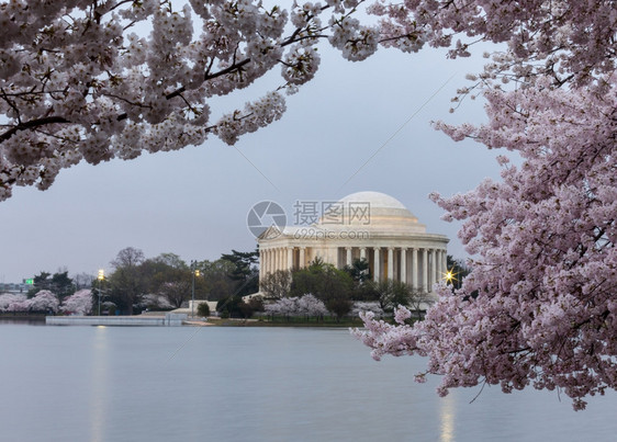 清晨杰佛森纪念天亮时紧环绕着杰佛森纪念馆环绕着樱花图片