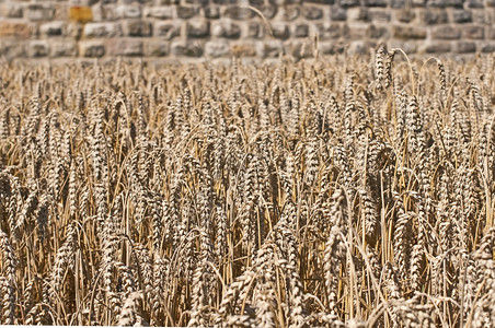以一堵古老的城墙为背景的小麦小麦小麦图片