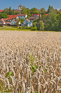 小麦和房子的全景小麦小麦图片
