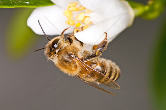 勤劳的小动物采花粉图片