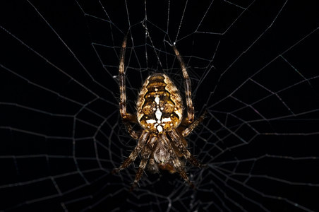 花园蜘蛛亚甲二氧胺图片