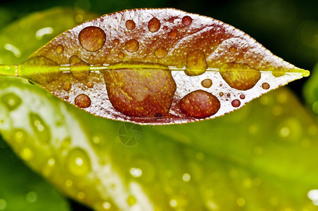 有雨滴的叶子图片