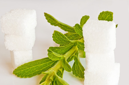甜菊糖对糖的草药支持甜菊糖的支持图片