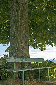 旧石灰树下的公园长椅图片