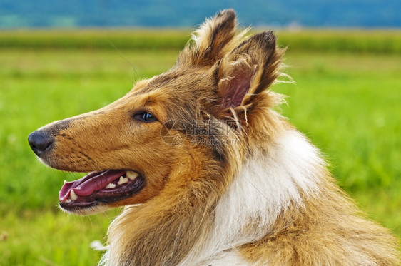 苏格兰牧羊犬侧脸特写镜头图片